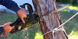 Best Hazardous Tree Removal  in West Pensacola, FL