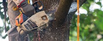 Best Grass Overseeding  in West Pensacola, FL
