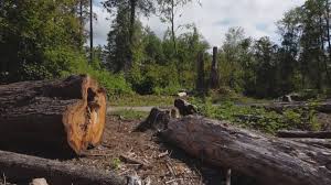 Best Tree Risk Assessment  in West Pensacola, FL