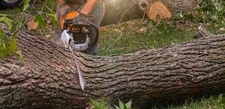 Best Lawn Renovation and Restoration  in West Pensacola, FL