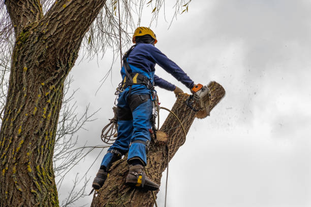 Best Hazardous Tree Removal  in West Pensacola, FL