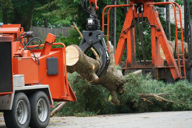 Best Fruit Tree Pruning  in West Pensacola, FL