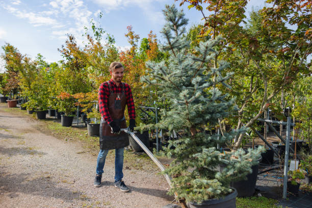 Best Tree Cabling and Bracing  in West Pensacola, FL