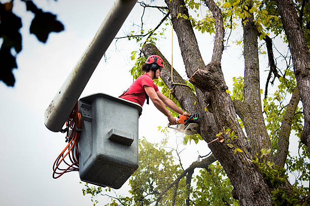 Best Tree and Shrub Care  in West Pensacola, FL